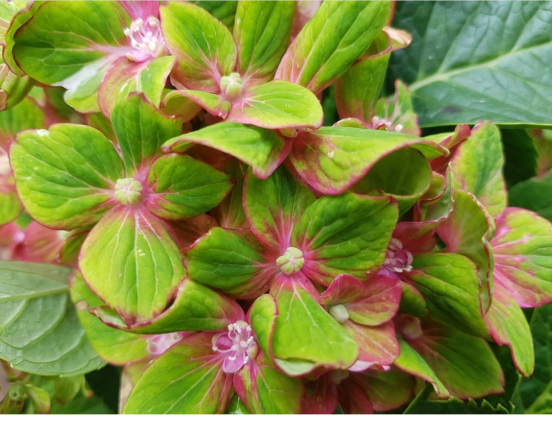 Toffee Apple Hydrangea macrophylla (Pink/Green) Hydrangeas Online
