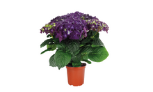 Deep Purple Hydrangea. Special listing for local customers. Pick up only.