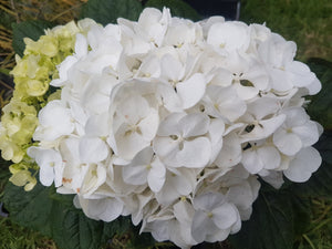Mme Emile Mouillere Hydrangea. Special listing for local customers. Pick up only. DORMANT