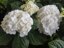 Mme Emile Mouillere Hydrangea. Special listing for local customers. Pick up only. DORMANT