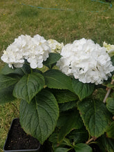 Mme Emile Mouillere Hydrangea. Special listing for local customers. Pick up only. DORMANT