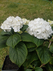 Mme Emile Mouillere Hydrangea. Special listing for local customers. Pick up only. DORMANT