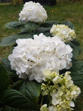 Mme Emile Mouillere Hydrangea. Special listing for local customers. Pick up only. DORMANT