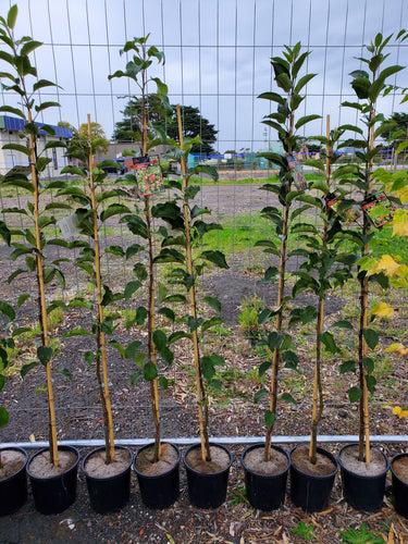 Fuji Apple Tree. Special listing for local customers only.