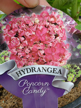 Popcorn Candy Hydrangea. Special listing for local customers. Pick up only.