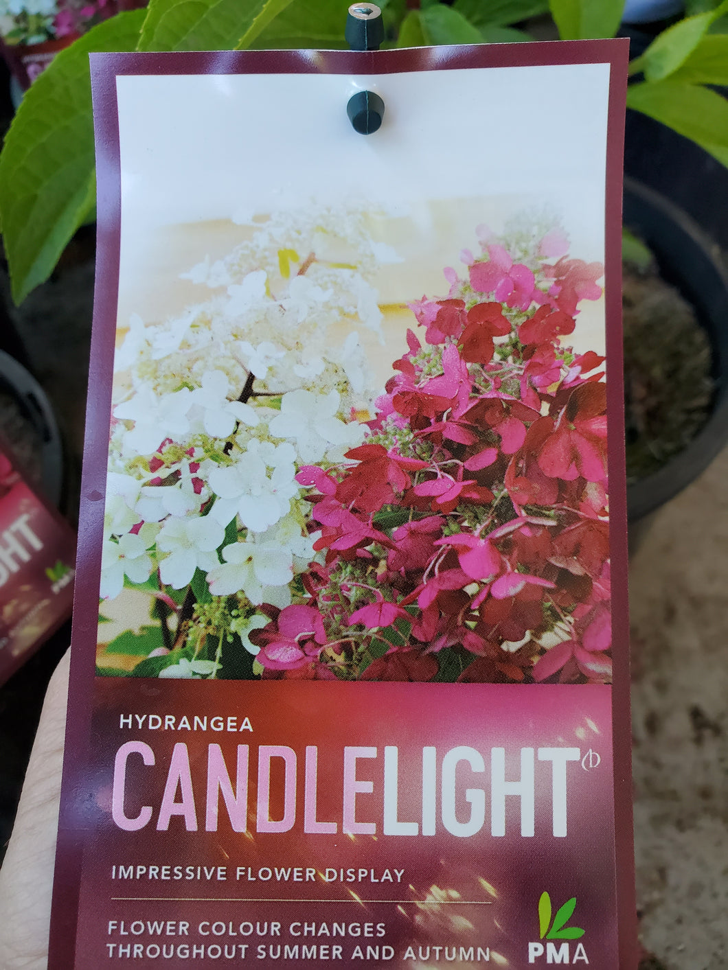 Candlelight Hydrangea paniculata. Pick up only. Special listing for local customers