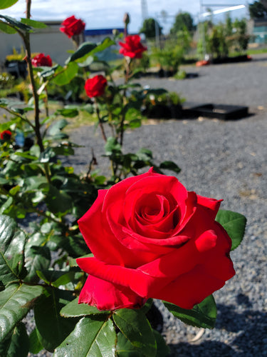 Fragrant Charm Hybrid Tea Rose. Special listing for local customers. Pick up only