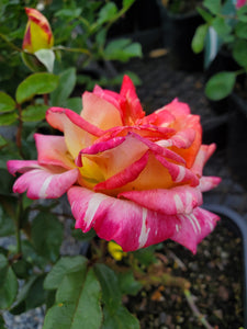Harry Wheatcroft Hybrid Tea Rose. Special listing for local customers. Pick up only