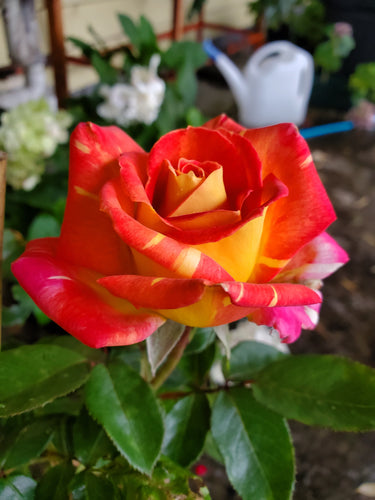 Harry Wheatcroft Hybrid Tea Rose. Special listing for local customers. Pick up only. DORMANT