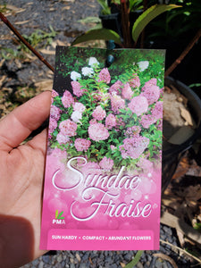 Sundae Fraise Hydrangea paniculata DORMANT. Pick up only. Special listing for local customers