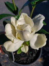 Gardenia Aimee Yoshiba. Special listing for local customers. Pick up only.
