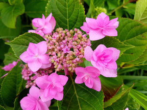 Jogasaki Hydrangea. Pick up only. Special listing for local customers