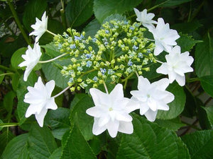 Fireworks Hydrangea. Special listing for local customers. Pick up only