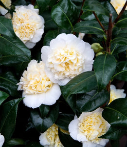 Camellia japonica 'Brushfield's Yellow'