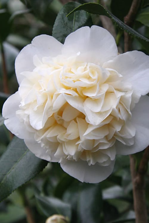 Camellia japonica 'White Waratah '