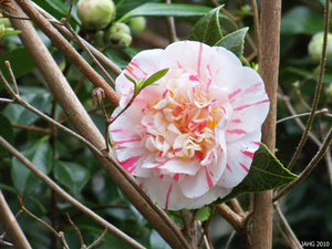 Camellia japonica 'Extravaganza'