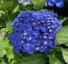 Enziandom Hydrangea macrophylla DORMANT
