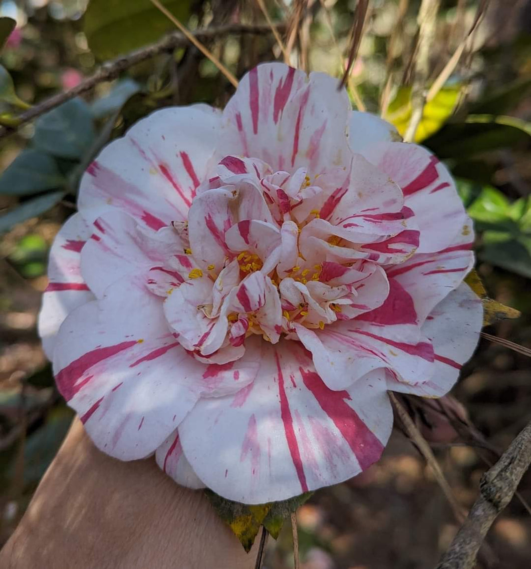 Camellia japonica 'Extravaganza'