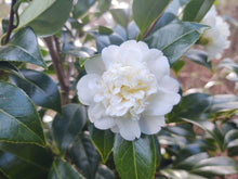 Camellia japonica 'White Waratah '