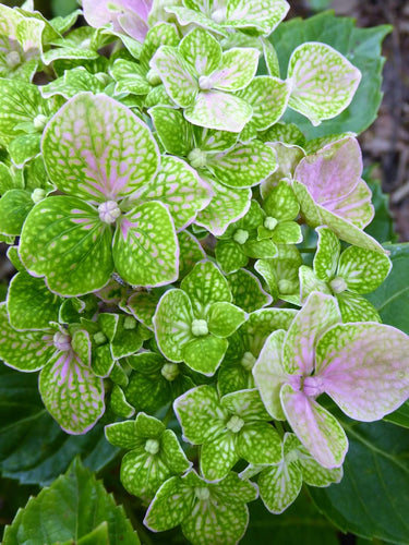 Green Mantle Hydrangea macrophylla