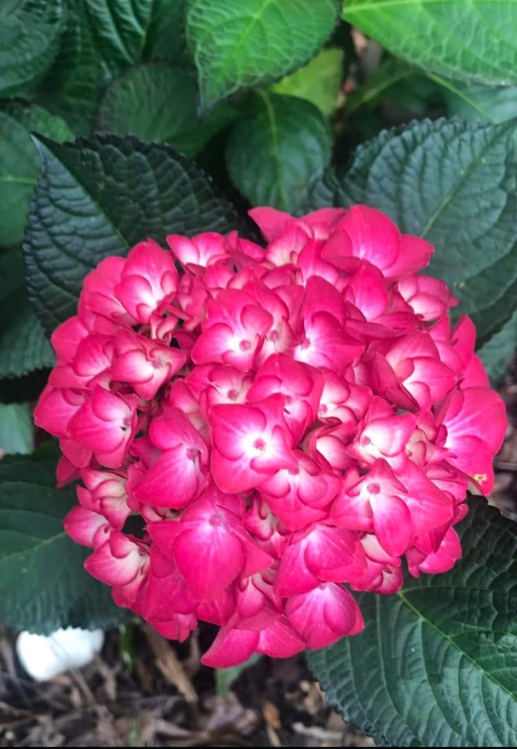 Tuxedo Pink Hydrangea. Special listing for local customers. Pick up only.