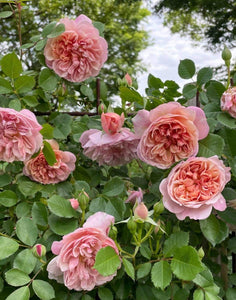 Abraham Darby David Austin Rose. Special listing for local customers. Pick up Only