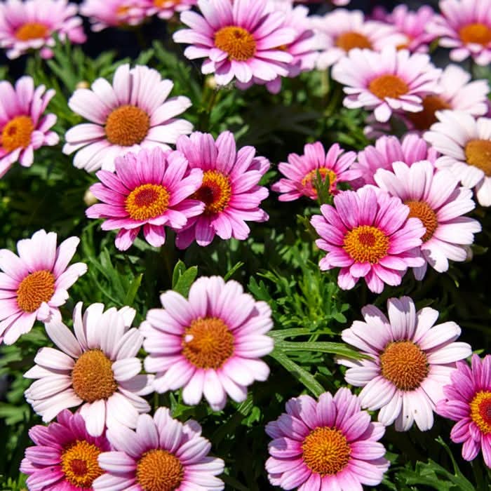 Lollies Marshmallow Argyranthemum Daisy
