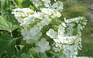 Oak Leaf 'Pee Wee' Hydrangea quercifolia. Pick up only. Special listing for local customers.