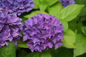 Deep Purple Hydrangea. Special listing for local customers. Pick up only.