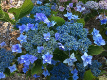 Jogasaki Hydrangea. Pick up only. Special listing for local customers