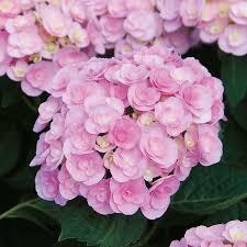 Love Hydrangea. Special Listing for local customers. Pick up Only