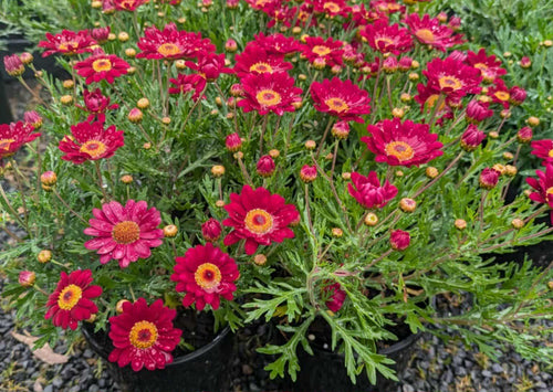 Sassy Red Argyranthemum Daisy