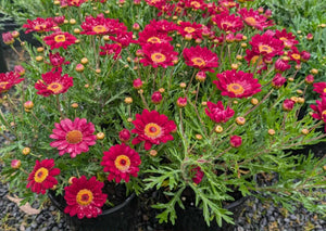 Sassy Red Argyranthemum Daisy