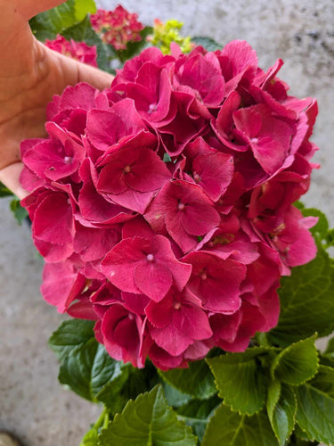 Red Hydrangea. Special listing for local customers. Pick up only. DORMANT