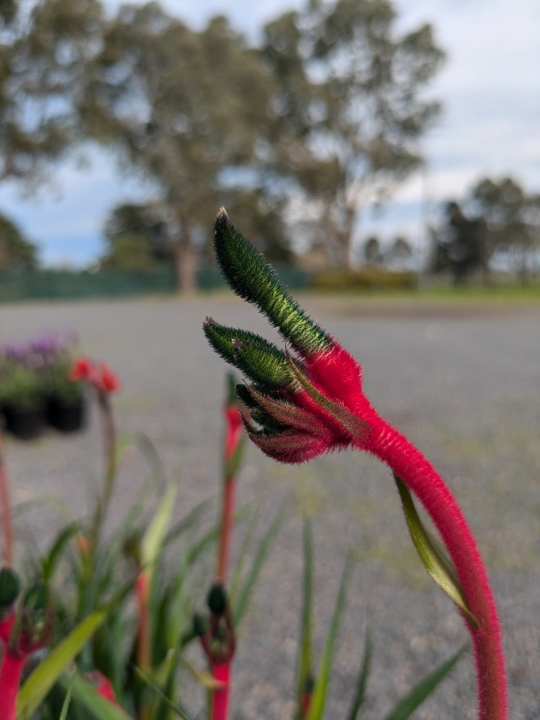 Bush Dance Kangaroo paw Bush Gems.