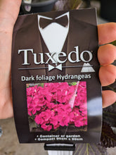 Tuxedo Pink Hydrangea. Special listing for local customers. Pick up only.