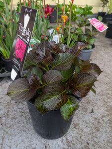 Tuxedo Pink Hydrangea. Special listing for local customers. Pick up only.