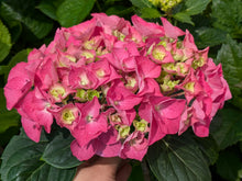 Todi Hydrangea macrophylla in Super Tube