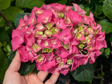 Todi Hydrangea macrophylla in Super Tube