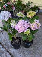 Mousseline Hydrangea. Pick up only. Special listing for local customers. DORMANT