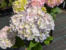 Mousseline Hydrangea. Pick up only. Special listing for local customers. DORMANT