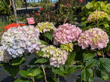 Mousseline Hydrangea macrophylla