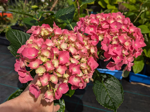 President R Touchard Hydrangea. Special listing for local customers. Pick up only
