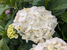 Mme Emile Mouillere Hydrangea. Special listing for local customers. Pick up only. DORMANT