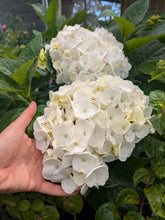 Mme Emile Mouillere Hydrangea. Special listing for local customers. Pick up only. DORMANT
