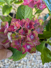 Glam Rock Hydrangea macrophylla. Special listing for local customers. Pick up only. DORMANT