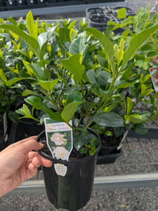 Gardenia Aimee Yoshiba. Special listing for local customers. Pick up only.