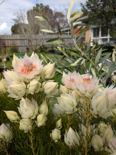 Serruria Blushing Bride. Special listing for local customers. Pick up only.