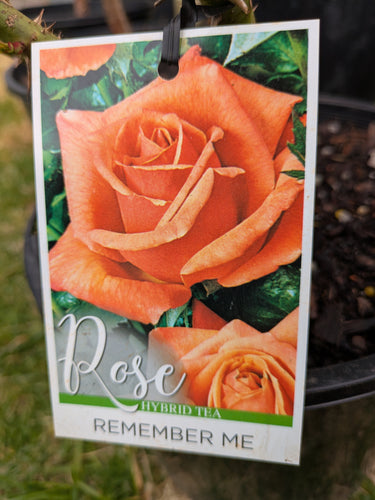 Remember Me Hybrid Tea Rose. Special listing for local customers. Pick up only. DORMANT