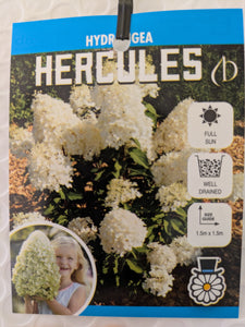 Hercules Hydrangea paniculata (White)